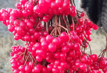 Хвалила себя калина, что «я с мёдом хороша»