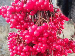 Хвалила себя калина, что «я с мёдом хороша»