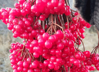 Хвалила себя калина, что «я с мёдом хороша»