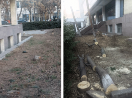 Вжик-вжик! И деревьев больше нет