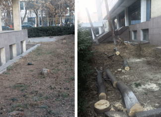 Вжик-вжик! И деревьев больше нет