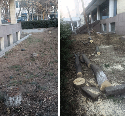 Вжик-вжик! И деревьев больше нет