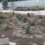 Шоковое озеленение – нервных просят не смотреть