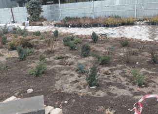 Шоковое озеленение – нервных просят не смотреть