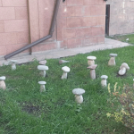 Каменные грибочки – символ будущего?