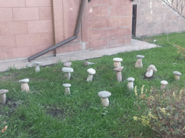 Каменные грибочки – символ будущего?