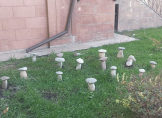 Каменные грибочки – символ будущего?