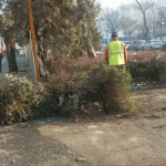 Долой кусты – пусть будет простор для пыли!