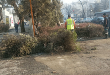 Долой кусты – пусть будет простор для пыли!