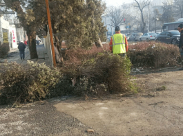 Долой кусты – пусть будет простор для пыли!