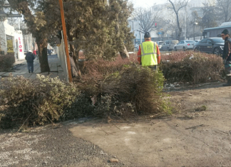 Долой кусты – пусть будет простор для пыли!