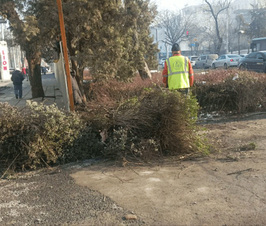 Долой кусты – пусть будет простор для пыли!