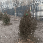 Такое разное озеленение