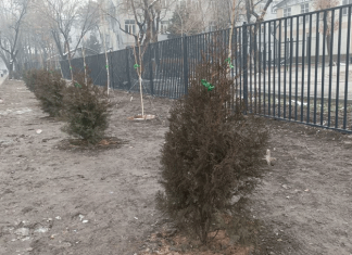 Такое разное озеленение