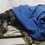 Кто изменит судьбу Белого Бима Чёрное ухо?