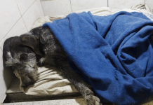 Кто изменит судьбу Белого Бима Чёрное ухо?