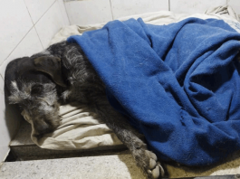 Кто изменит судьбу Белого Бима Чёрное ухо?