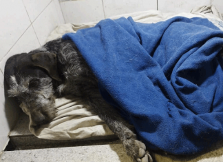 Кто изменит судьбу Белого Бима Чёрное ухо?