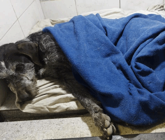 Кто изменит судьбу Белого Бима Чёрное ухо?