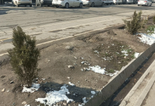 Ни берёзки, ни рябины, а опять туйки