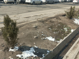 Ни берёзки, ни рябины, а опять туйки