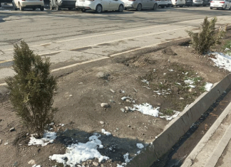 Ни берёзки, ни рябины, а опять туйки