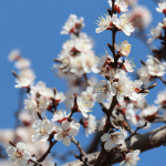 Март и снегом сеет, и солнцем греет