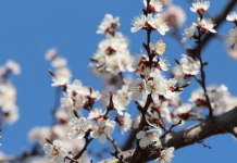 Март и снегом сеет, и солнцем греет
