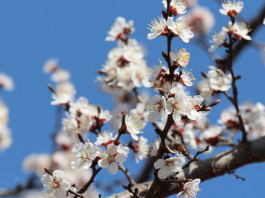 Март и снегом сеет, и солнцем греет