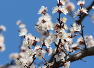 Март и снегом сеет, и солнцем греет