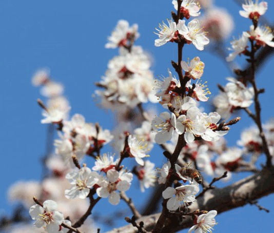 Март и снегом сеет, и солнцем греет