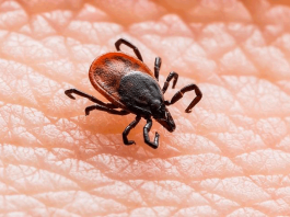 Тошнота, рвота и судороги: чем опасны весенние клещи