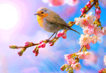 Апрельский скворец — весны гонец