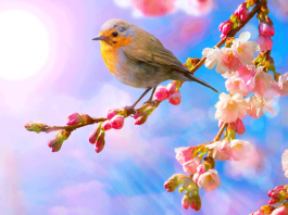 Апрельский скворец — весны гонец