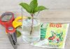 Как размножить красивоцветущие декоративные кустарники?