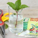 Как размножить красивоцветущие декоративные кустарники?