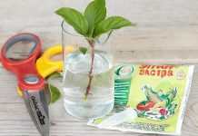 Как размножить красивоцветущие декоративные кустарники?