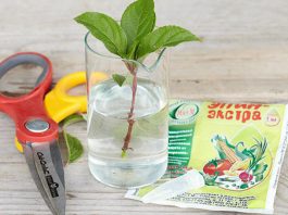 Как размножить красивоцветущие декоративные кустарники?